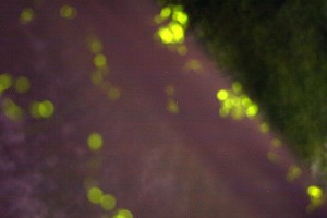 第7回ホタル祭り