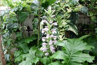 オープンガーデン オープンガーデン