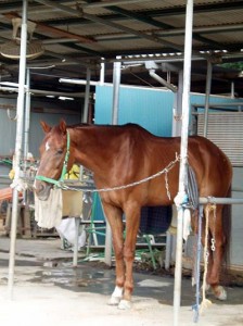 ありがとうお馬さん