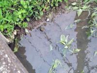 途中で見つけたカエル