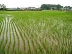 田んぼ 田んぼ