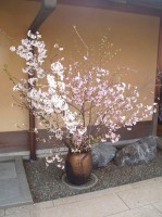 茶会の桜