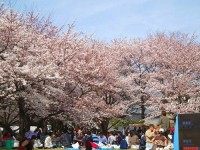 航空公園の桜
